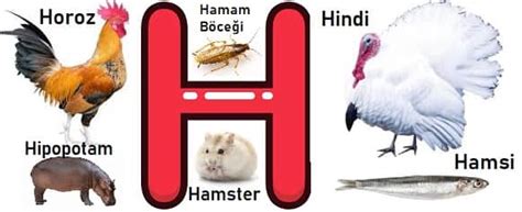 H ile hayvan var mı